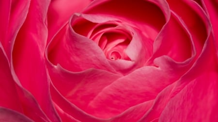 Rose - skin, trandafir, rose, flower, pink