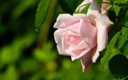 Rose - trandafir, pink, green, rose, flower