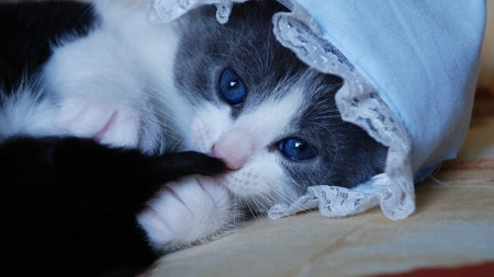 Kitten - hat, sweet, cat, black, pisica, white, animal, kitten, paw, cute