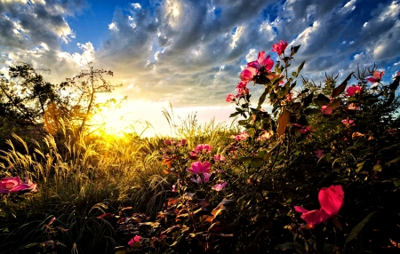 Roses at Sunrise - nature, flowers, sunrise, roses