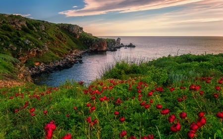 Kamen briag, Bulgaria - sky, landscape, summer, rocks, coast, nature, peonies, builgaria, red, beautiful, flowers, grass, sea, wildflowers