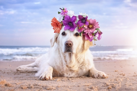 áƒ¦â¤áƒ¦ - summer, animal, cute, beautiful, beach, sea, paradise, dog