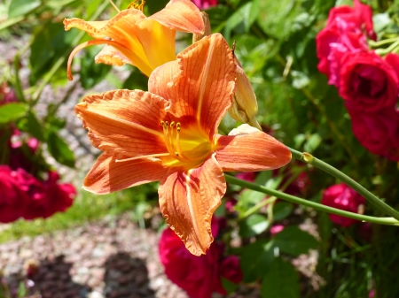 Orange Lily - lily, orange, summer, flowers, garden