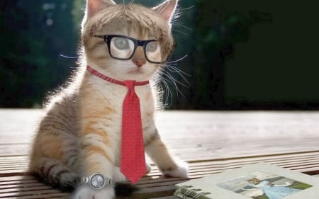 Smart kitty - tie, glasses, red, kitty