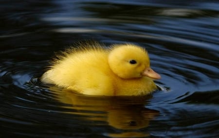 Little duck - swimm, duck, baby, animal, pond