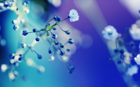 Blossoms in Blue - summer, buds, twigs, petals