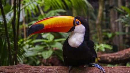 Toucan - toucan, animal, bird, beauty, wild, jungle