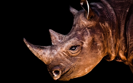 Rhino - high def, beauty, hd, wild, animal, rhino, wallpaper, african