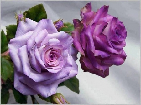 Purple duo - flowers, purple, roses, mauve