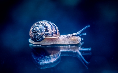 Snail - snail, pink, reflection, blue