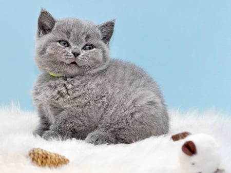 Kitten - grey, white, animal, pisica, kitten, blue, cute, cat