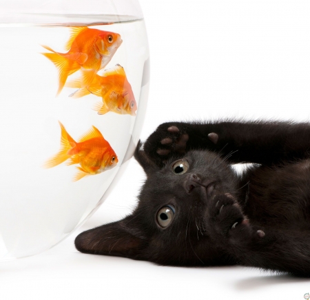 Curious fish - curious, orange, cat, black, pisica, white, kitten, paw, funny, cute, pesti, golden, fish