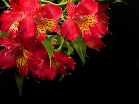 Alstroemeria - red, summer, card, flower, black, alstroemeria