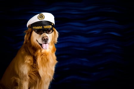 Captain - hat, golden retriever, captain, sunglasses, summer, funny, white, caine, dog, blue