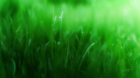 Green grass - field, grass, nature, green