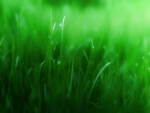 Green grass