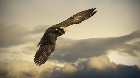 Hawk Flying - wings, raptor, nature, clouds