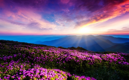 Purple Morning - blossoms, purple, landscape, clouds, flowers, aky