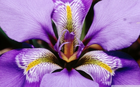 Iris - purple, iris, flower, douglas