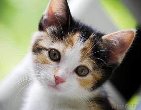 Cute Kitten - animal, kitten, look, cute, cat