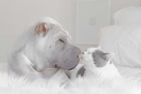 áƒ¦â¤áƒ¦ - cat, dog, beautiful, animal, cute