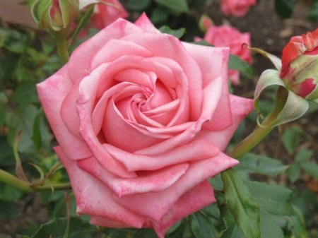 Pink Beauty - roses, nature, macro, flower, petals, pink