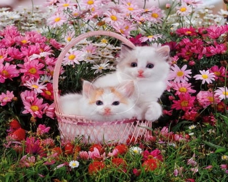 Garden kitties - flowers, two kittens, basket, cute