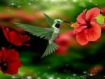 humming bird