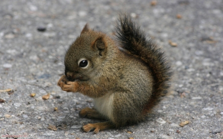 cute baby - cute, squirrels, baby, animals