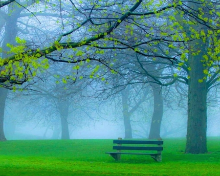 After the storm - bench, forest, trees, mist