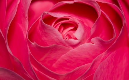 Perfect Pink Rose - nature, 2016, pink, rose, perfect, flower