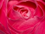 Perfect Pink Rose