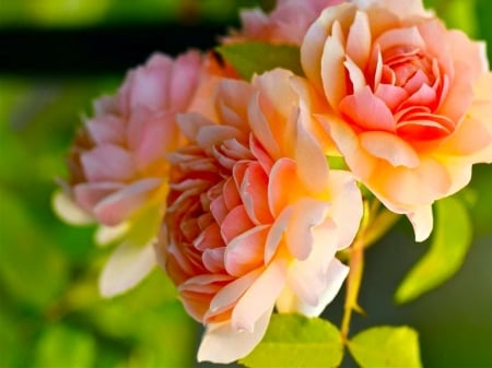 Beauty for Joy - coral, cream, flowers, sunlight