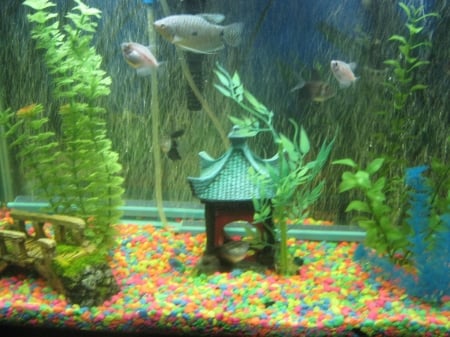 fishes - pets, nature, fishes, fish, animals