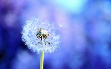 Dandelion - seed, bokeh, white, purple, blue, macro, dandelion