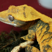 hot crested ghecko