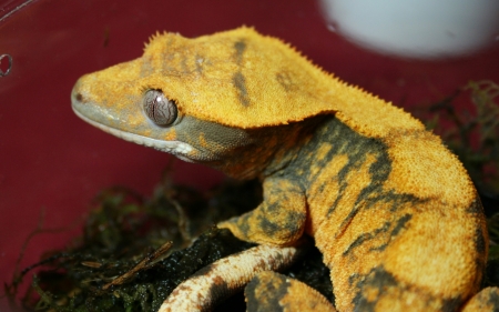 hot crested ghecko - crested, lizard, reptile, ghecko