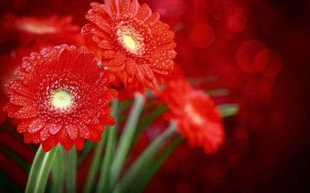 ~Red~ - daisy, flower, nature, red