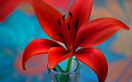 ~Red Lily~ - nature, lily, flower, red