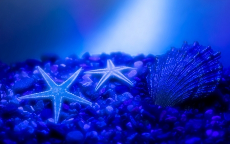 ~Blue~ - sea star, nature, ocean, blue