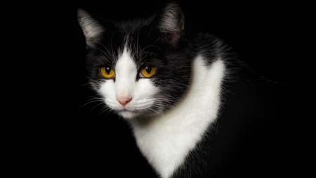 Cat - black, white, animal, pisica, yellow, eyes, cat