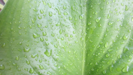 Leaf - Leaf, water, nature, rain, drops