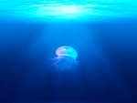 Jellyfish