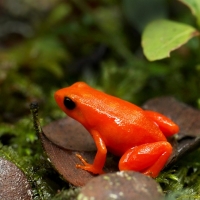 GOLDEN MANTELLA FROG