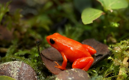 GOLDEN MANTELLA FROG - animal, mantella, golden, frog