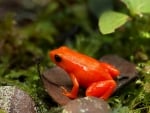 GOLDEN MANTELLA FROG