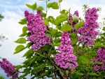 LILAC FLOWERS IN NATURE