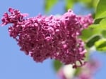 LILAC FLOWERS