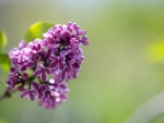 LILACS