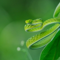 ASIAN VINE SNAKE